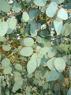 Eucalyptus gunnii